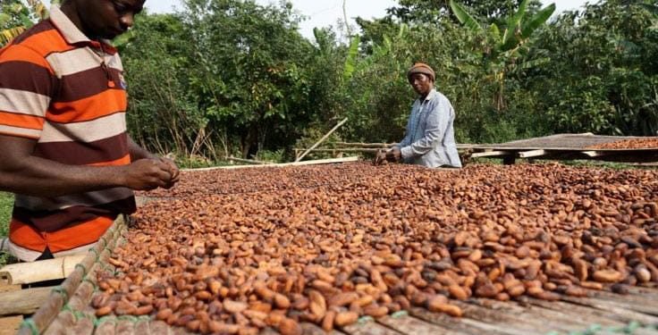 OCOBOD Releases GH¢2.6bn to Pay Cocoa Farmers Across Ghana